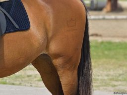 dsc-3248-416